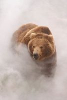 Terre des Ours