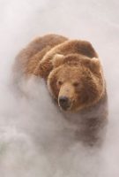 Terre des Ours