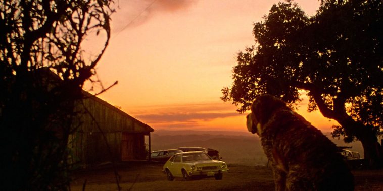 Cujo