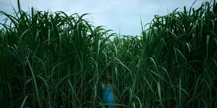 Dans les hautes herbes