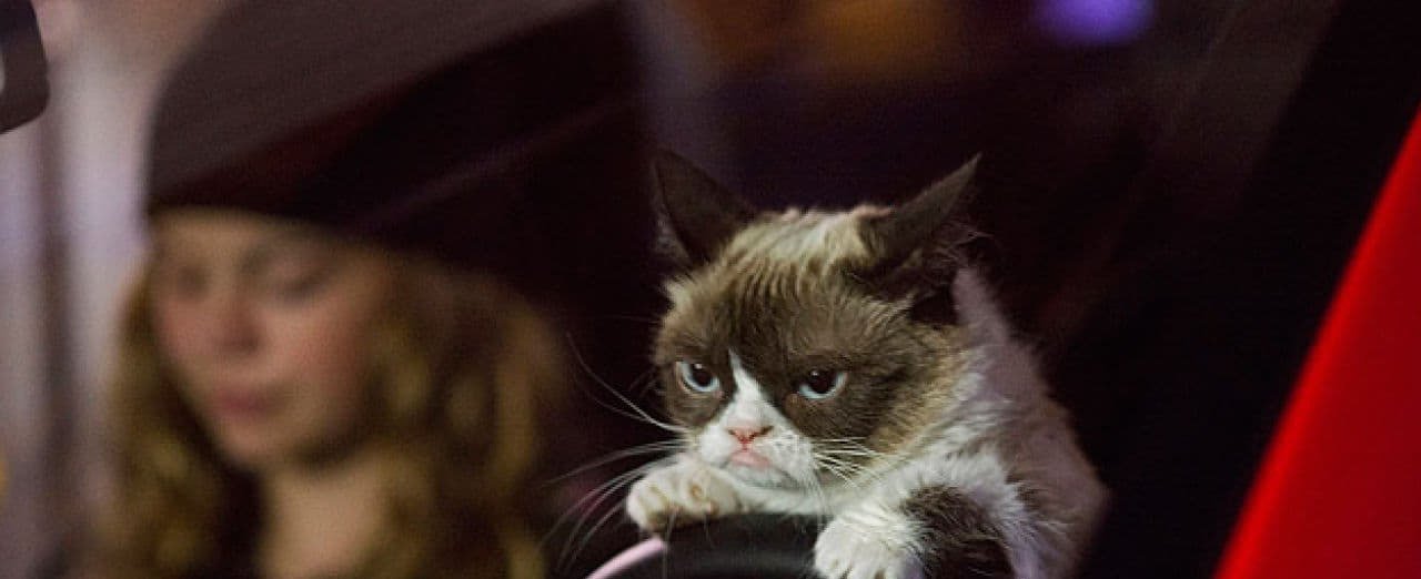 Grumpy Cat's Worst Christmas Ever streaming gratuit Grumpy Cat's Worst Christmas Ever streaming gratuit