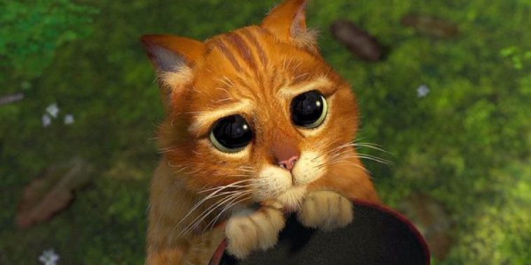 Le Chat Potté