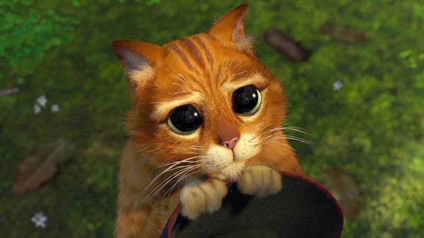 Le Chat Potté streaming gratuit