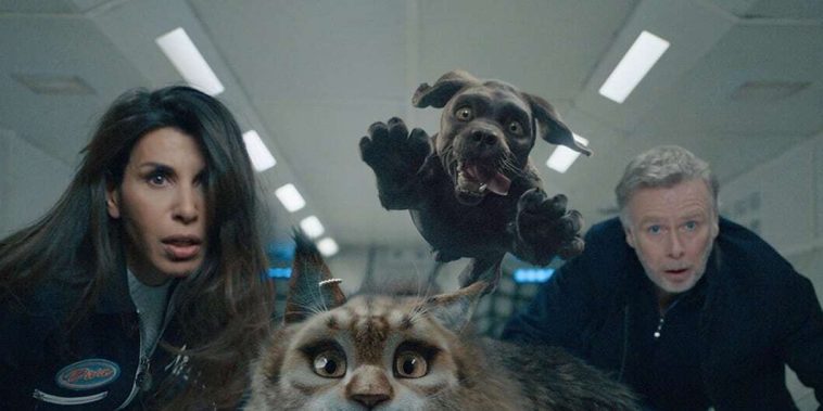 Chien et Chat