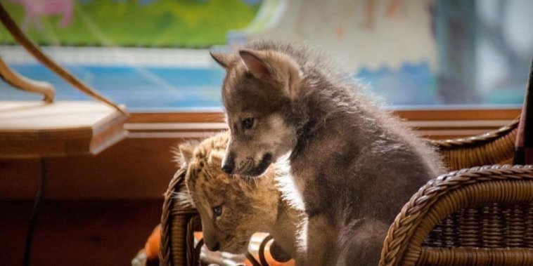 Le Loup et le lion