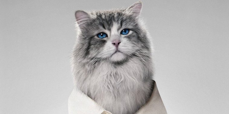 Ma vie de chat