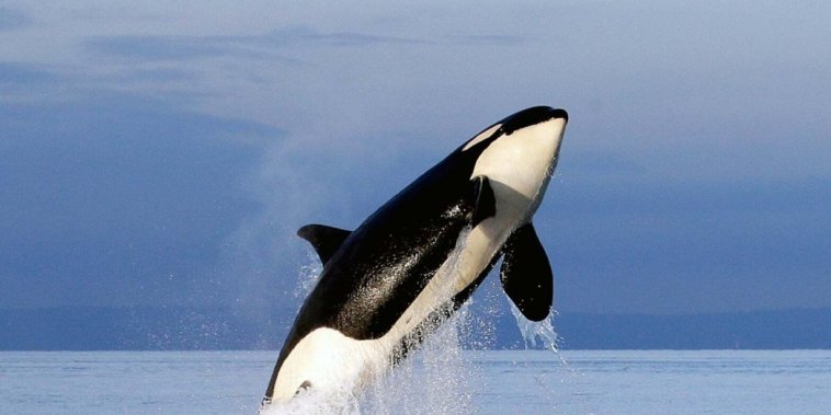 Sauvez Willy 2