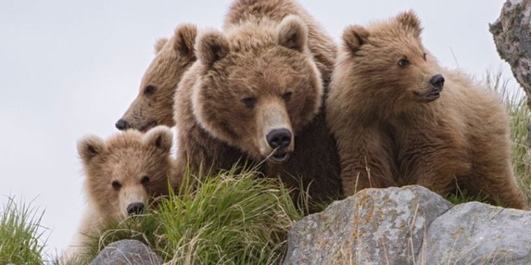 Terre des Ours