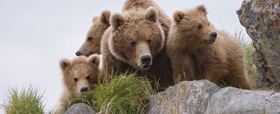 Terre des Ours streaming gratuit Terre des Ours streaming gratuit