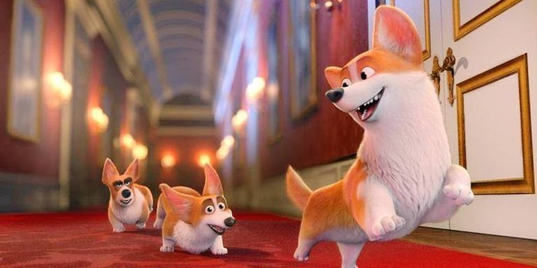 Royal Corgi