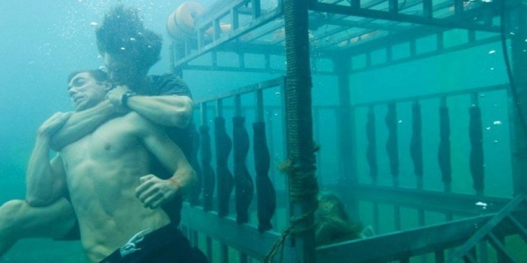 Shark 3D