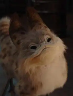 Ahsoka : Sabine’s Loth-Cat