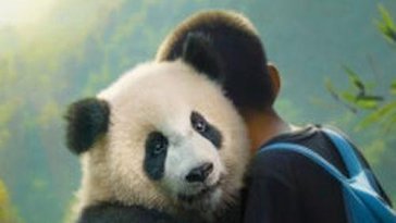 Moon le panda