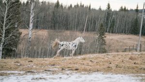 Heartland Saison 10 Episode 18