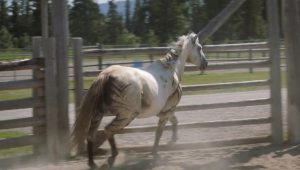 Heartland Saison 16 Episode 6