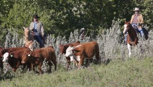 Heartland Saison 6 Episode 3
