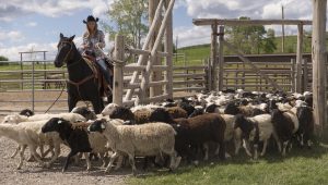 Heartland Saison 7 Episode 4