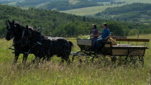 Heartland Saison 8 Episode 7