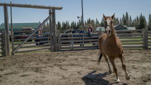 Heartland Saison 9 Episode 1