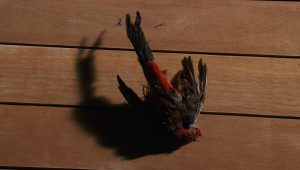 LOST Saison 1 Episode 14