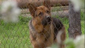 Rex, chien flic Saison 1 Episode 14