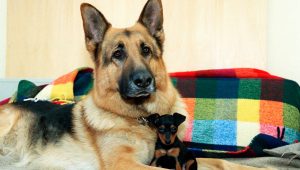 Rex, chien flic Saison 10 Episode 3