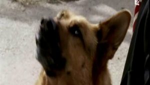 Rex, chien flic Saison 12 Episode 9