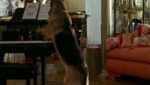 Rex, chien flic Saison 13 Episode 10
