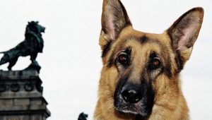 Rex, chien flic Saison 13 Episode 19