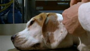 Rex, chien flic Saison 2 Episode 12