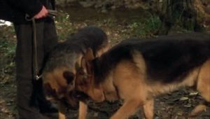Rex, chien flic Saison 4 Episode 10