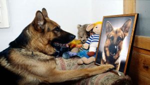 Rex, chien flic Saison 4 Episode 3