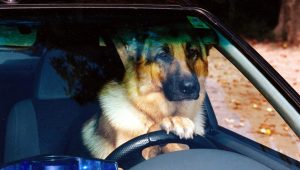Rex, chien flic Saison 5 Episode 11