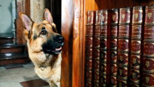 Rex, chien flic Saison 6 Episode 11