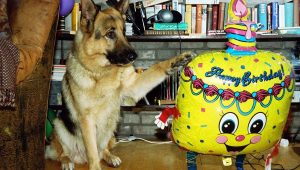 Rex, chien flic Saison 8 Episode 10