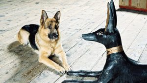 Rex, chien flic Saison 8 Episode 13