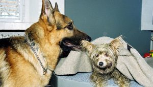 Rex, chien flic Saison 8 Episode 4