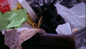 Sabrina, l'apprentie sorcière Saison 1 Episode 11