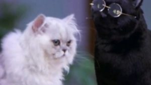 Sabrina, l'apprentie sorcière Saison 4 Episode 11