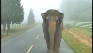 The X-Files Saison 2 Episode 18