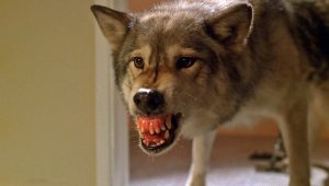 The X-Files Saison 6 Episode 16