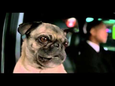 Si votre chien pouvait envoyer des SMS voici à quoi vous auriez droit #12