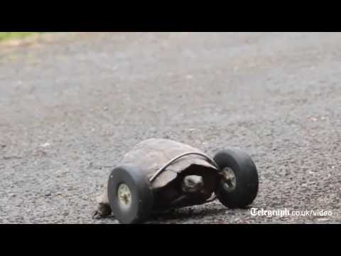 Une tortue reçoit 2 roues en prothèse pour remplacer ses pattes avant amputées #5