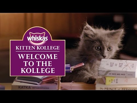 Kitten Kollege : une université pour les Chatons #3