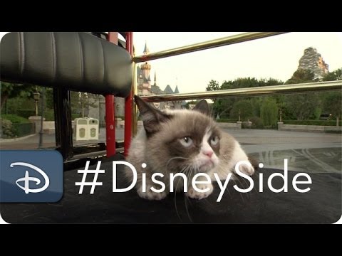 Quand Grumpy Cat trolle les dessins animés Disney #12