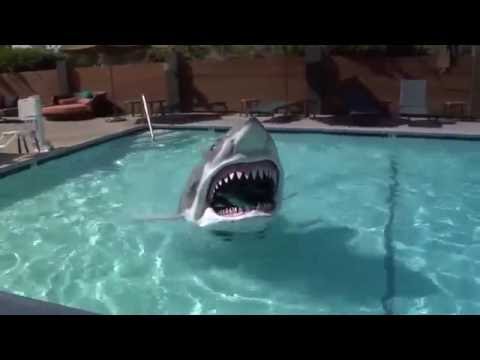 Ce déguisement de requin va vous glacer le sang #2