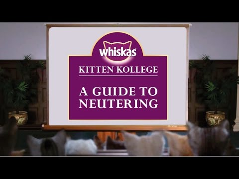 Kitten Kollege : une université pour les Chatons #13