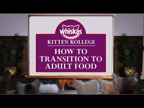 Kitten Kollege : une université pour les Chatons #14