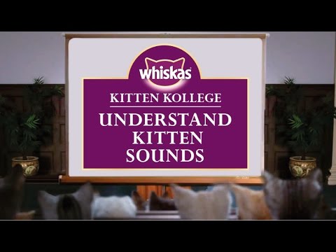 Kitten Kollege : une université pour les Chatons #11