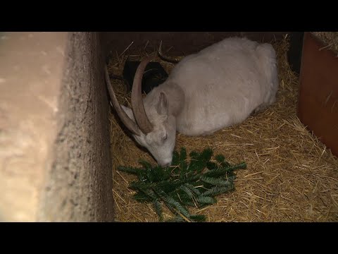 Aux Pays-Bas, des sapins emballés comme des cadavres sèment la terreur #3